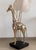 Brass 3-Light Giraffe Floor Lamp attributed to Antonio Pavia, 1970s For Sale - Image 10 of 18