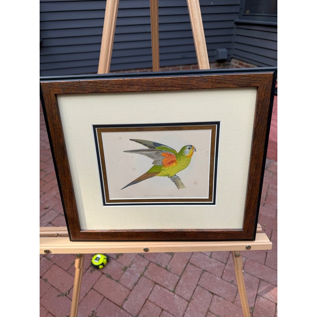 Two wonderful authentic original prints from W.T. Greene’s nineteenth-century definitive work on parrots. They are...