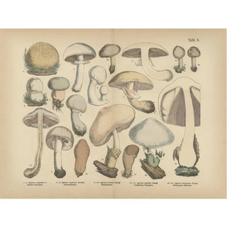 Fünfstück, Agaricus Mushrooms, 1885, Paper For Sale