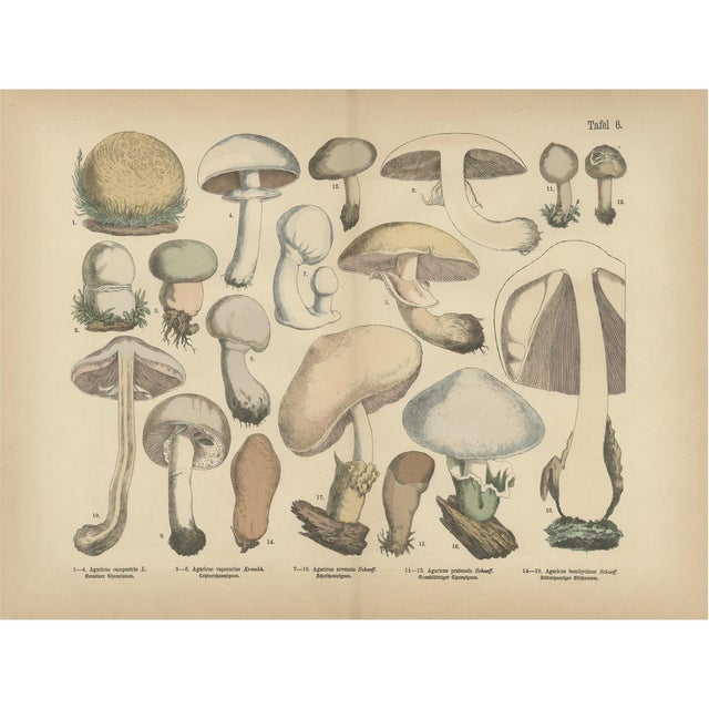 Fünfstück, Agaricus Mushrooms, 1885, Paper For Sale