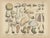 Fünfstück, Agaricus Mushrooms, 1885, Paper For Sale