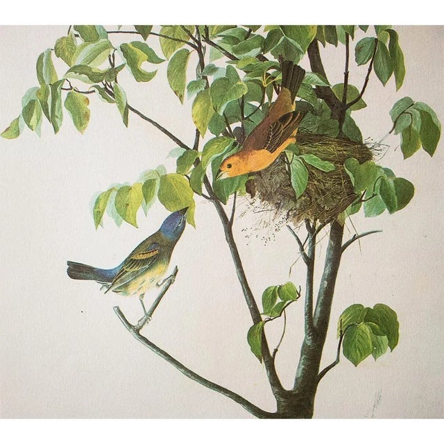 John James Audubon 1966 Vintage Cottage Print "Blue Grosbeak" After John James Audubon For Sale - Image 4 of 7
