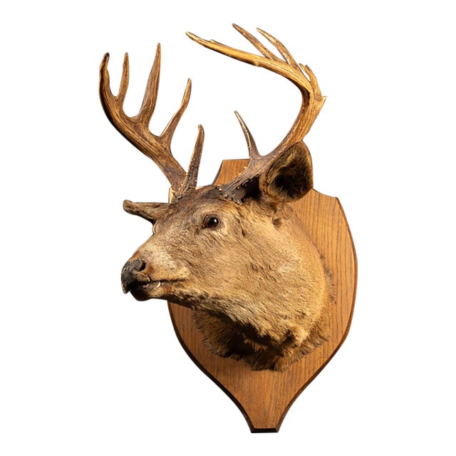 White Tailed Deer Buck Taxidermy Shoulder Mount For Sale