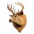 White Tailed Deer Buck Taxidermy Shoulder Mount For Sale