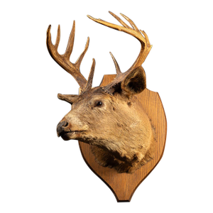 White Tailed Deer Buck Taxidermy Shoulder Mount