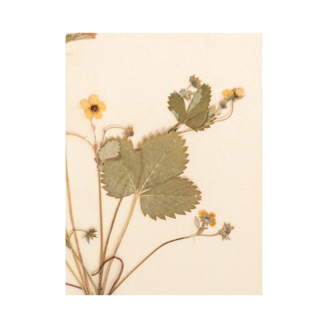 Vintage Swedish Herbarium - Strawberry, Circa 1933 For Sale In Seattle - Image 6 of 7