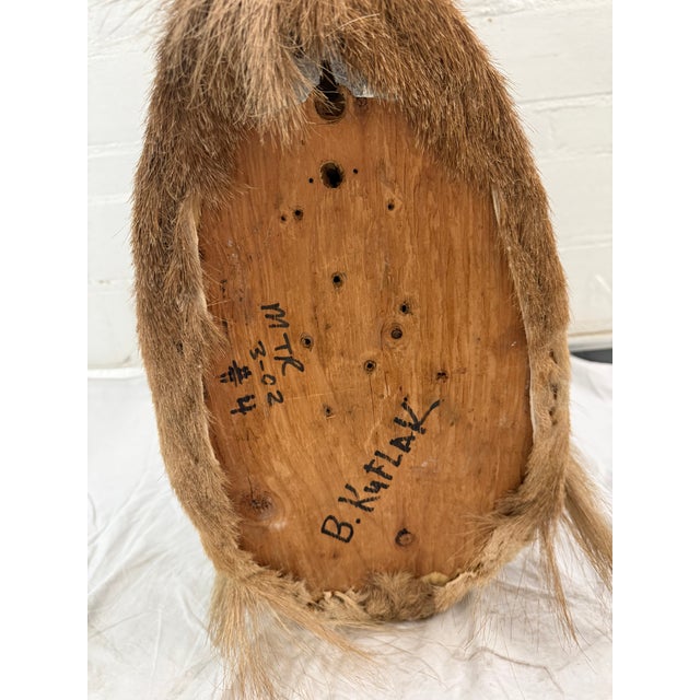 Brown Vintage Taxidermy Aoudad (Barbary Sheep) Shoulder Mount For Sale - Image 8 of 9