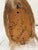 Brown Vintage Taxidermy Aoudad (Barbary Sheep) Shoulder Mount For Sale - Image 8 of 9