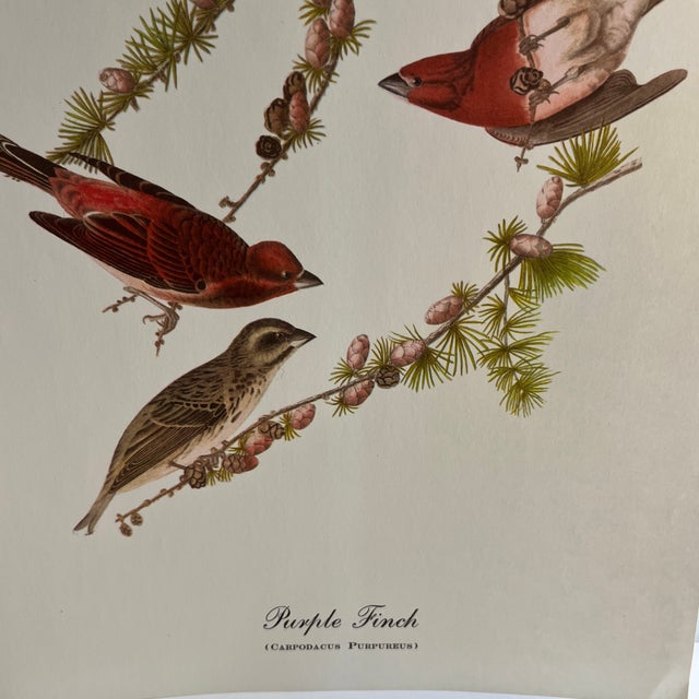 Shabby Chic 1960s After Audubon Purple Finch Print For Sale - Image 3 of 3