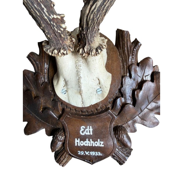 1930s Roe Deer Trophy 160 Black Forest Antlers For Sale - Image 5 of 5