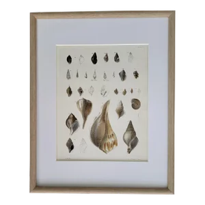 Antique Hand Colored Shell Lithograph From Endicott, New York, "Zoology of New York"