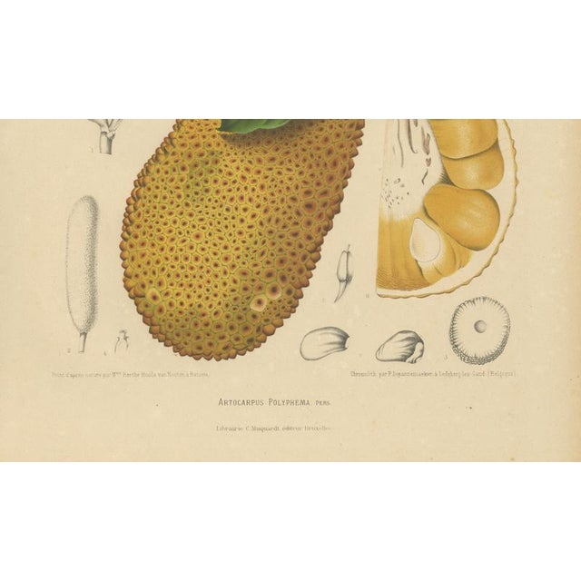 Paper Hoola van Nooten, Jackfruit, 1880, Chromolithograph For Sale - Image 7 of 9