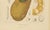 Paper Hoola van Nooten, Jackfruit, 1880, Chromolithograph For Sale - Image 7 of 9