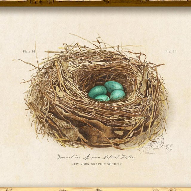 Illustration Contemporary Reproduction of Vintage "Garden Friends" Art Print (5), Framed Bird Nest For Sale - Image 3 of 5