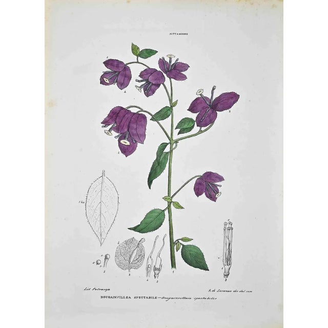 Vincenzo Tenore, The Nittagineas, Lithograph, 1870s For Sale