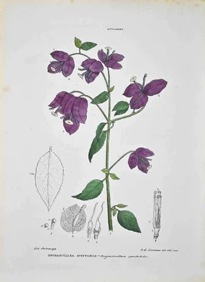 Vincenzo Tenore, The Nittagineas, Lithograph, 1870s