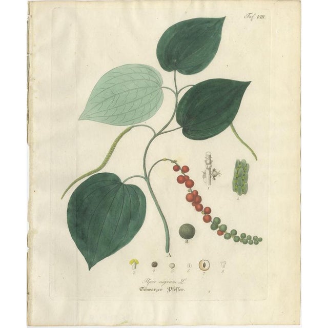 Antique Black Pepper Botanical Print, Piper nigrum, Hand Colored, c.1831 : This finely composed botanical engraving...