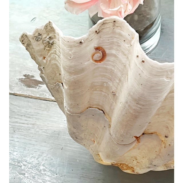 Contemporary Tridacna Giant Clam Shell Natural Large Vintage Decorative Piece 12.75" For Sale - Image 3 of 9