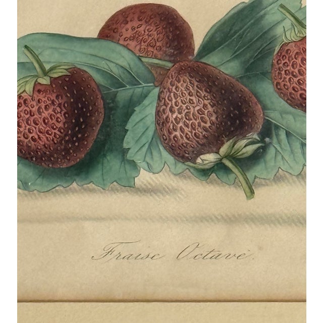 1860 French Botanical Lithograph ‘Fraise Octave’ – Hand Colored Strawberry Plate For Sale In Miami - Image 6 of 9