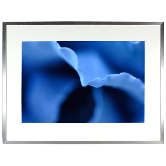Gaetan Caron Gaétan Caron "Indigo" Abstracted Floral Photograph, Mendocino, Ca, 2013 For Sale - Image 4 of 5