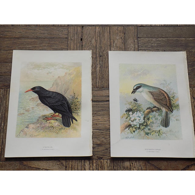 Realism Antique 19th Century Wild Bird Chromolithographs - Set of 9 For Sale - Image 3 of 9