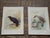 Realism Antique 19th Century Wild Bird Chromolithographs - Set of 9 For Sale - Image 3 of 9
