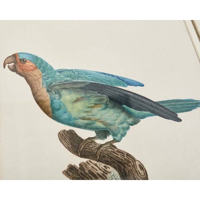 Pair Jacques Barraband Hand Colored Ornithological Bird Prints For Sale - Image 14 of 17