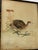 Chinese Fine Quality Chinese School Watercolor of a Marsh Bird, Circa 1800 For Sale - Image 3 of 10