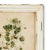 Kenneth Ludwig Chicago Framed Wild Flower Botanicals - Set of 12 For Sale - Image 4 of 6