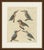 This antique kingfisher print shows four brightly coloured kingfishers and a fifth, heavier billed bird on bare branches,...