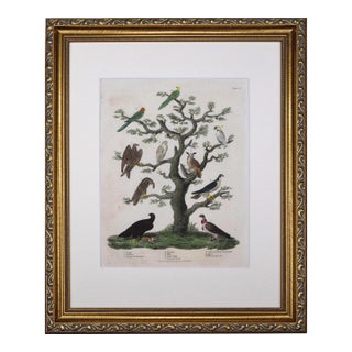 19th Century Antique Hand Colored Ornithological Engraving of Bird Species For Sale