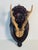 Black Forest vintage roe deer antlers on a handcarved wood plaque board.