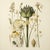 This fine art print reproduces a beautifully detailed 19th-century botanical illustration depicting an elegant arrangement...