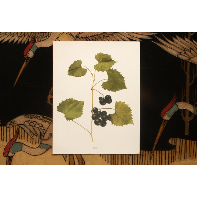 1900s U. P. Hedrick, Original Antique Photogravure of James Grapes For Sale In Dallas - Image 6 of 7