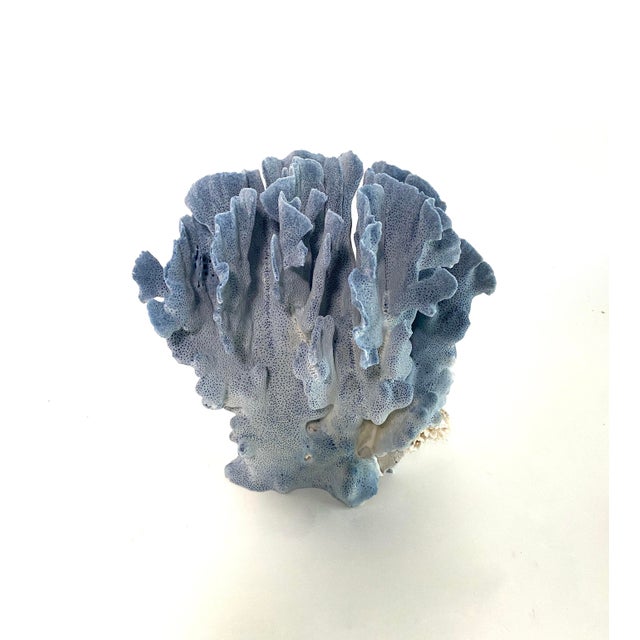 Shell Natural Blue Coral Specimen For Sale - Image 7 of 7