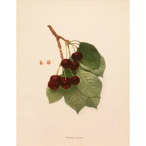 1900s U. P. Hedrick, Original Antique Photogravure of Empress Eugenie Cherries