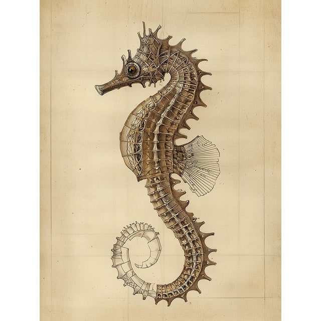Illustration Seahorse — Antique Natural History Fine Art Print For Sale - Image 3 of 3