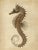 Illustration Seahorse — Antique Natural History Fine Art Print For Sale - Image 3 of 3