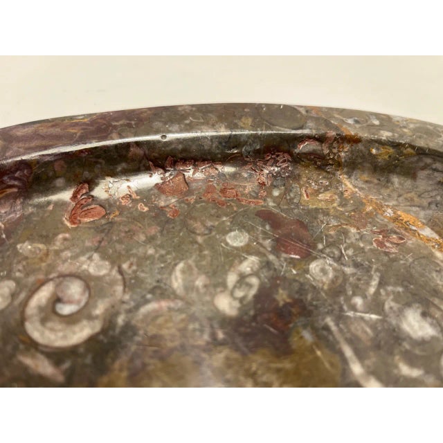 1950s Mid-Century Stone Fossil Plate Orthoceras Sea Shell Polished Brown Ammonite For Sale In Los Angeles - Image 6 of 8
