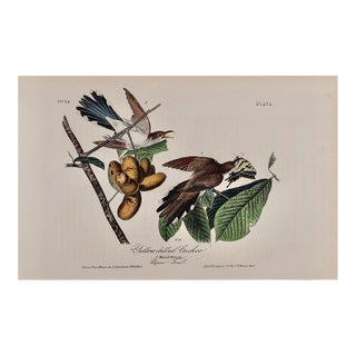 Audubon Yellow-Billed Cuckoo: An Original 1st Ed. Audubon Hand-Colored Bird Lithograph, 1840 For Sale