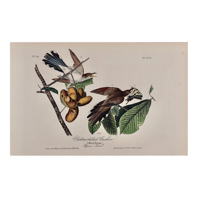 Audubon Yellow-Billed Cuckoo: An Original 1st Ed. Audubon Hand-Colored Bird Lithograph, 1840 For Sale