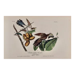 Audubon Yellow-Billed Cuckoo: An Original 1st Ed. Audubon Hand-Colored Bird Lithograph, 1840