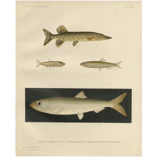 Herring, Sprat, Müller's Pearlside and Pike, 1895, Lithograph on Paper For Sale - Image 10 of 10