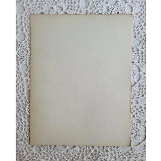 Antique White 1840s Antique Hand Colored Squid Lithograph by Lith of Endicott, New York For Sale - Image 8 of 8