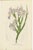 Louis van Houtte, Botany Illustrations of Cuphea, Tigridia, Moraea, Tree Mallow, Prints, Set of 6 For Sale - Image 4 of 11
