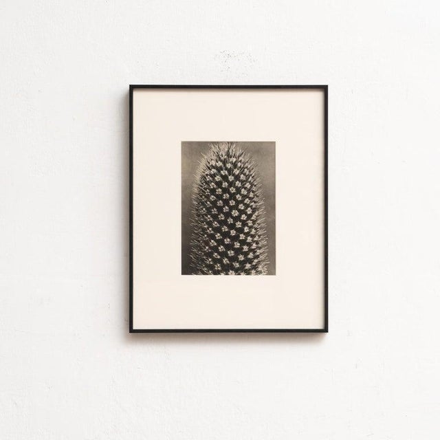 Karl Blossfeldt — Framed Photogravure: Natural Grace, 1942 A striking Karl Blossfeldt photogravure from the 1942 edition...