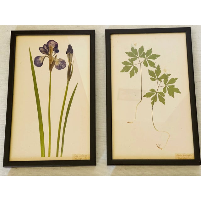 1960s 4 S Botanical Chromolithographs Katarina Fine For Sale - Image 4 of 8