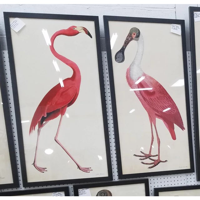 Illustration Pink Birds Prints- a Pair For Sale - Image 3 of 9