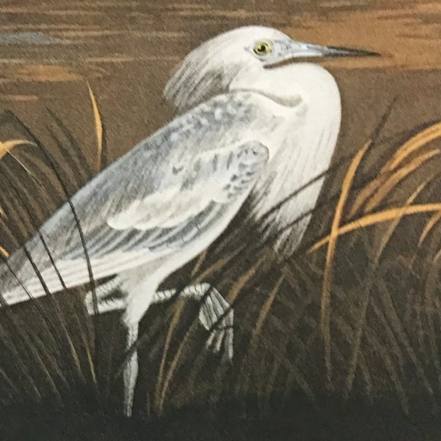 John James Audubon's 'Birds of America'- M. Bernard Loates Edition (Set of Prints) For Sale In Chicago - Image 6 of 13