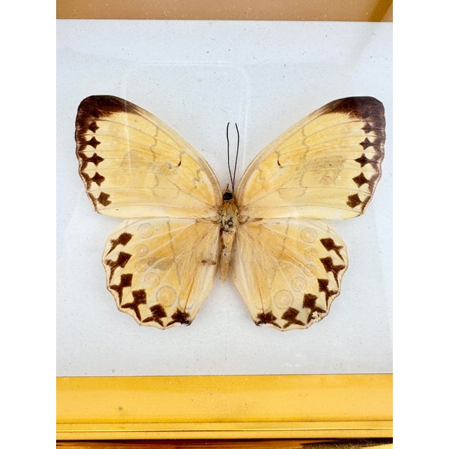 Traditional Vintage Framed Taxidermy Real Yellow Butterfly Specimen – Gold Shadowbox Wall Art For Sale - Image 3 of 5